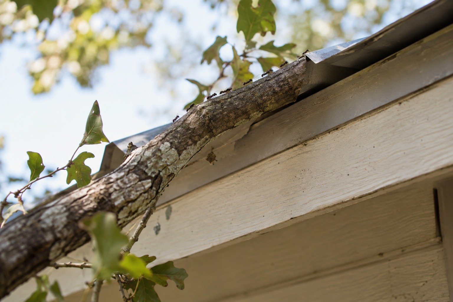 Ants walking along a live oak branch resting on the eave of a Fredericksburg home