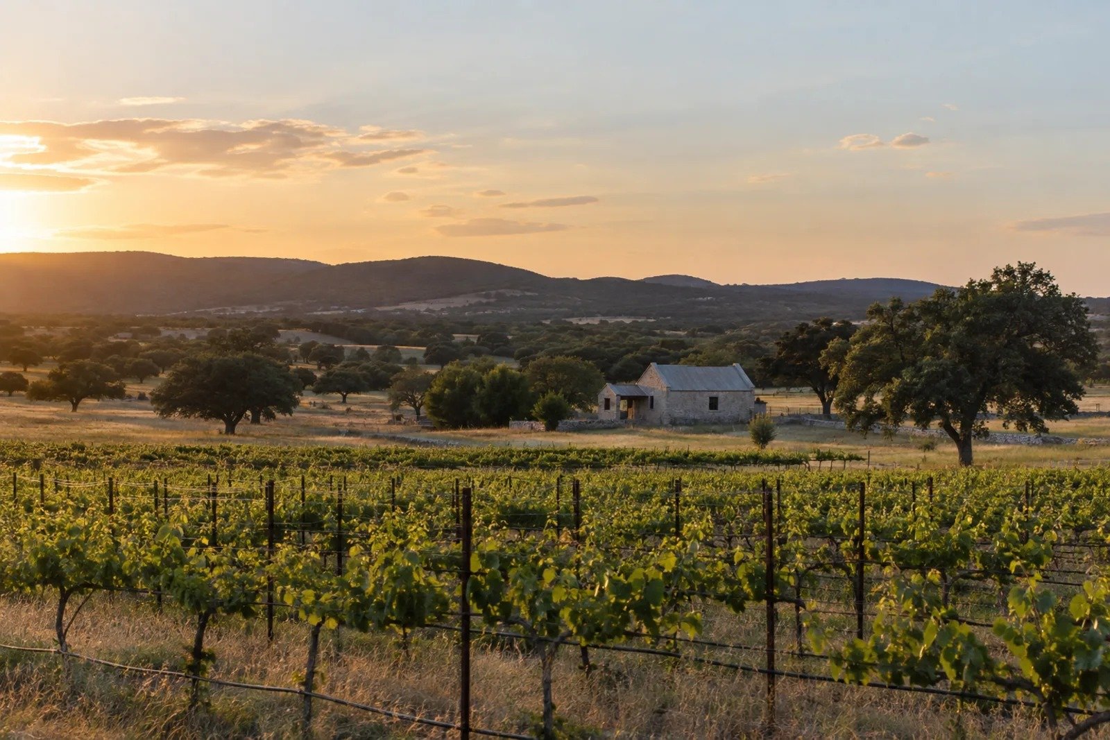 Vineyard, a limestone farmhouse and live oaks across the Gillespie County hills at sunset