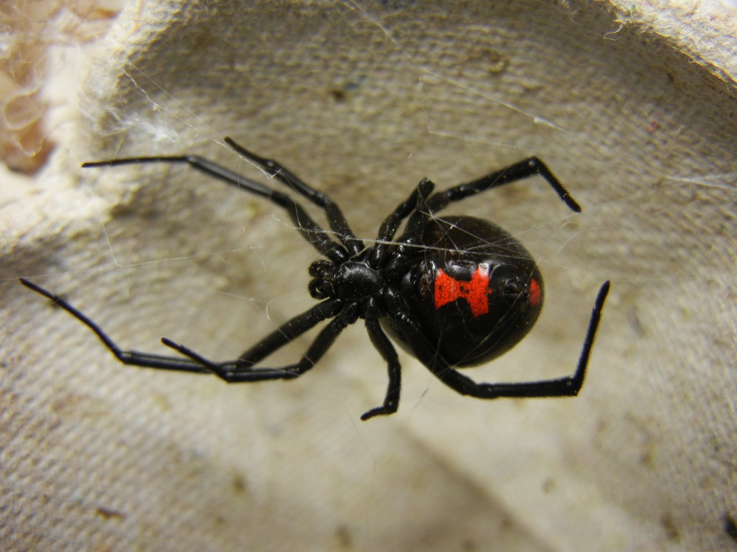 A female black widow spider showing the red hourglass