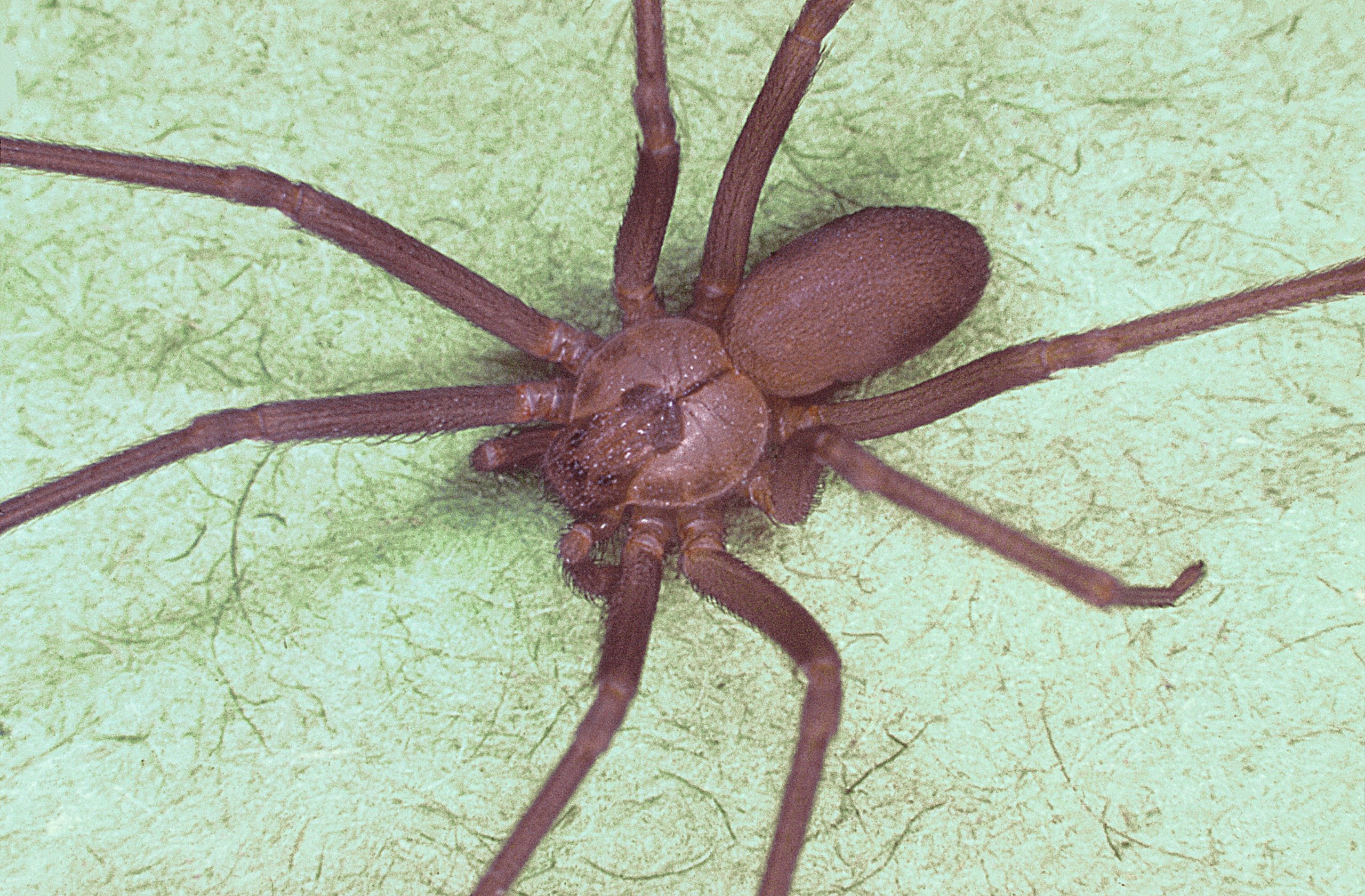 A brown recluse spider showing the violin marking