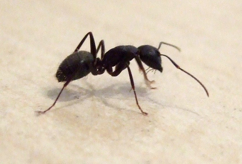 A black carpenter ant worker