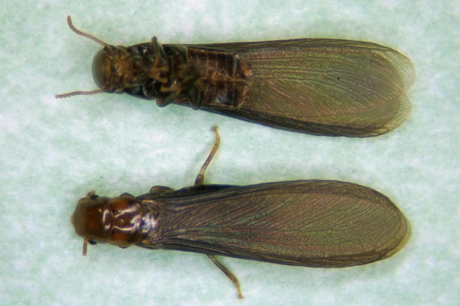 Two winged western drywood termites
