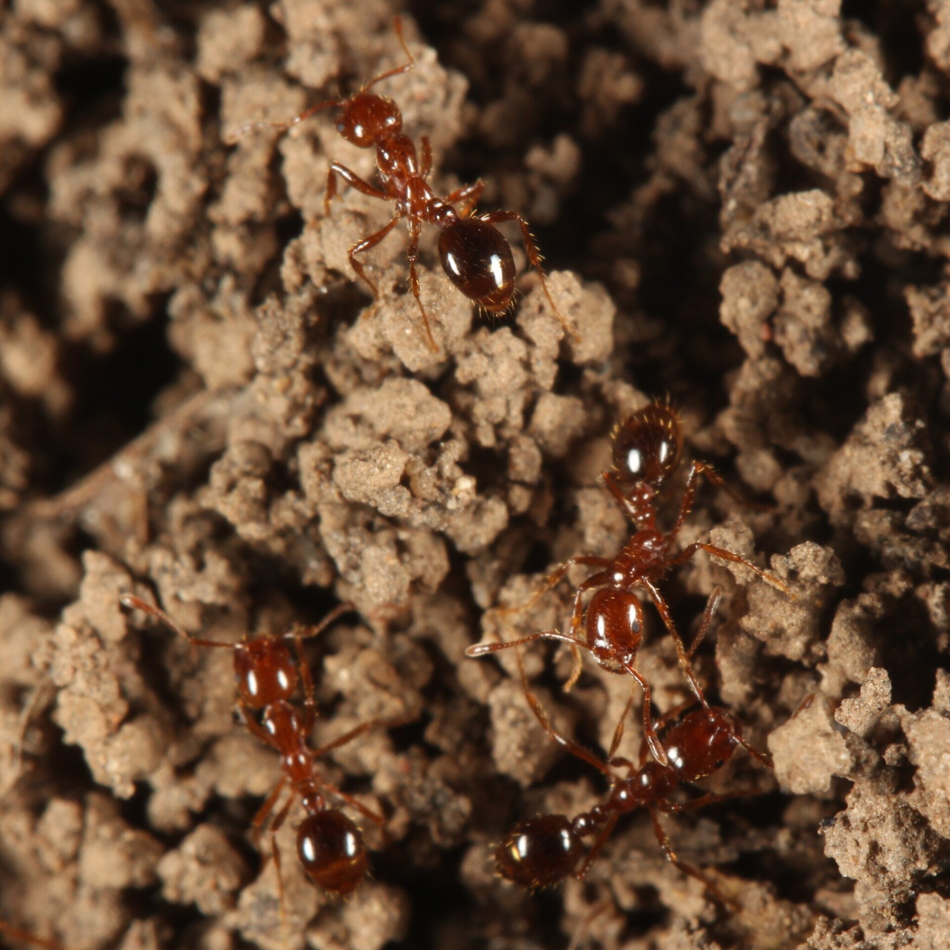 Red imported fire ant workers on soil, reddish brown with darker abdomens