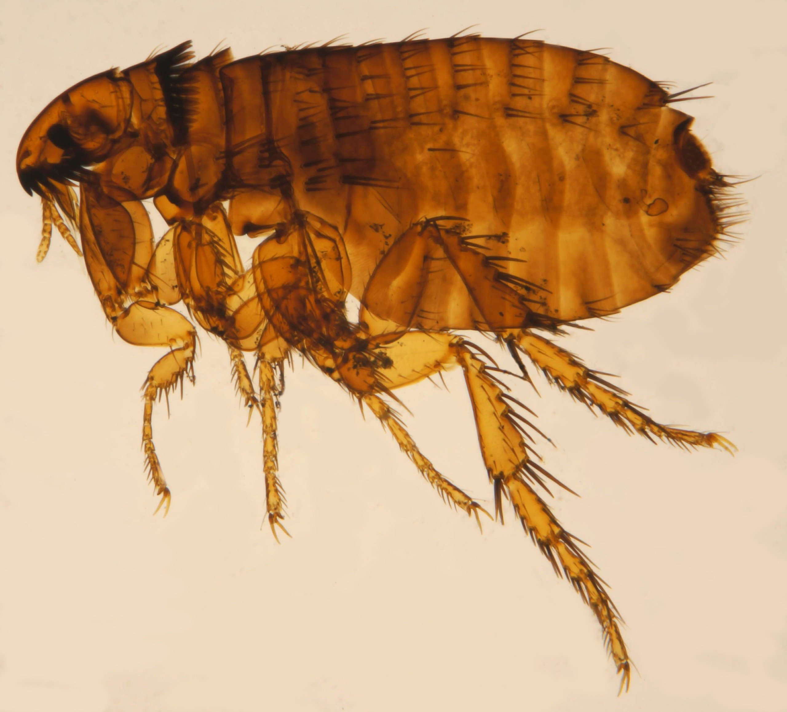 A cat flea, the flea found on dogs and cats in Texas homes, magnified