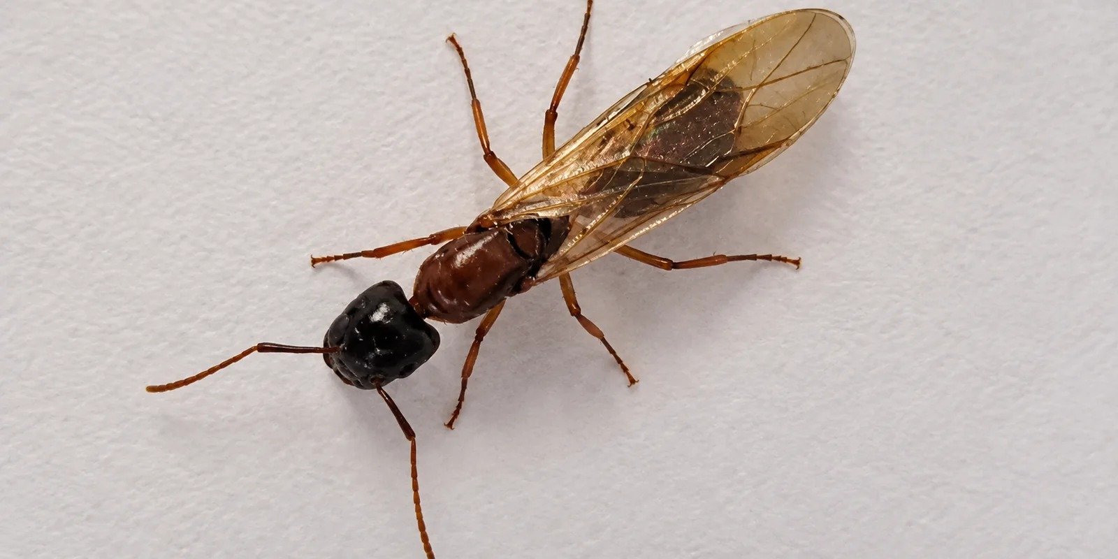 A winged ant on white paper, showing the pinched waist, elbowed antennae and unequal wings