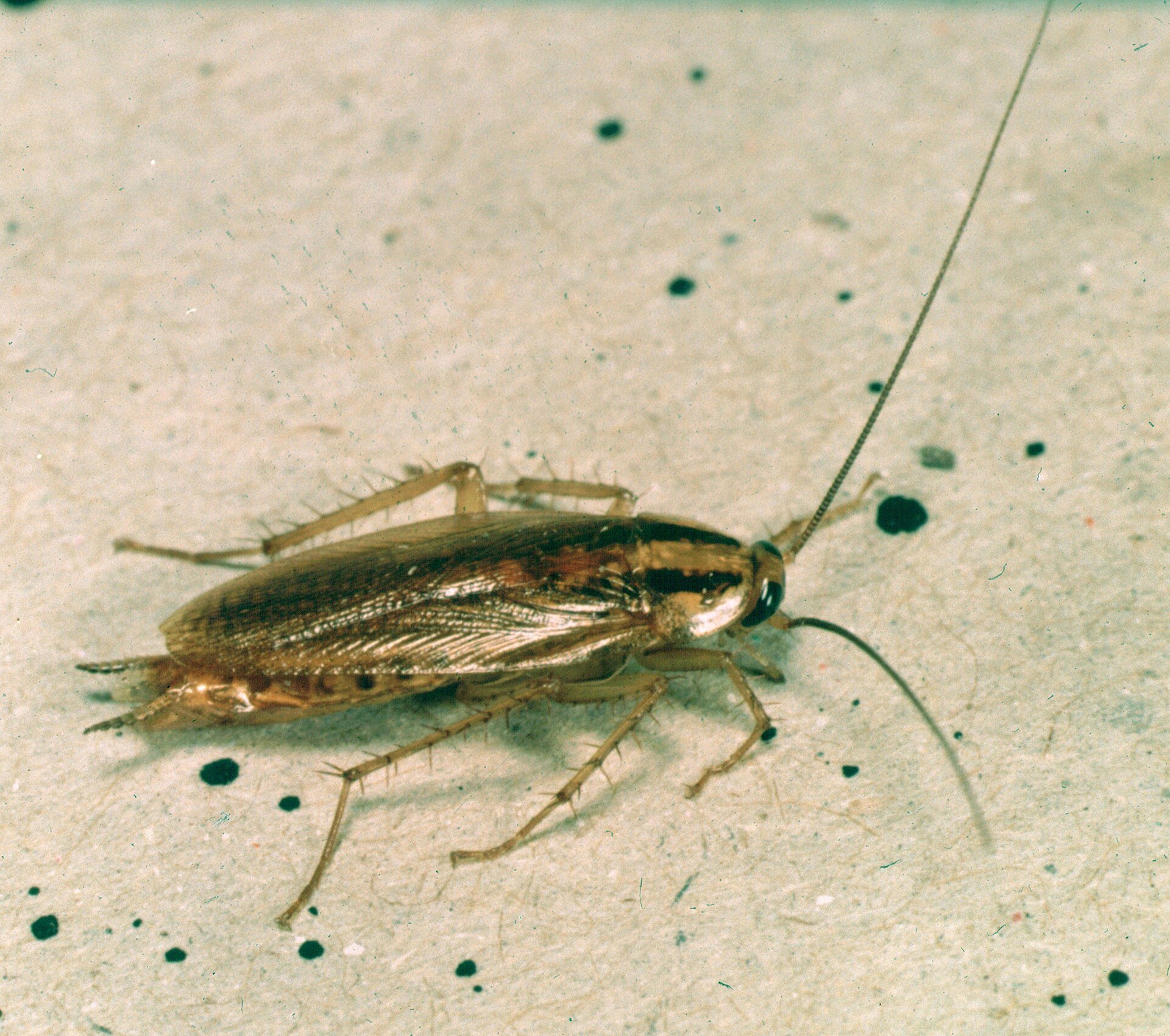 A German cockroach, showing the two dark stripes behind the head