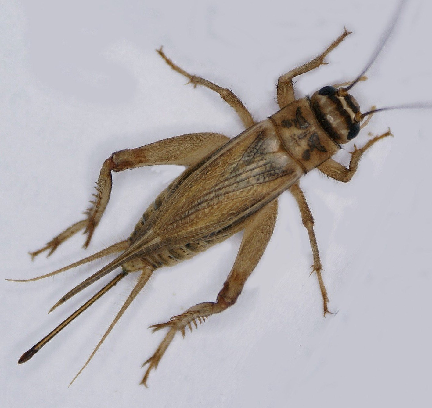 A house cricket