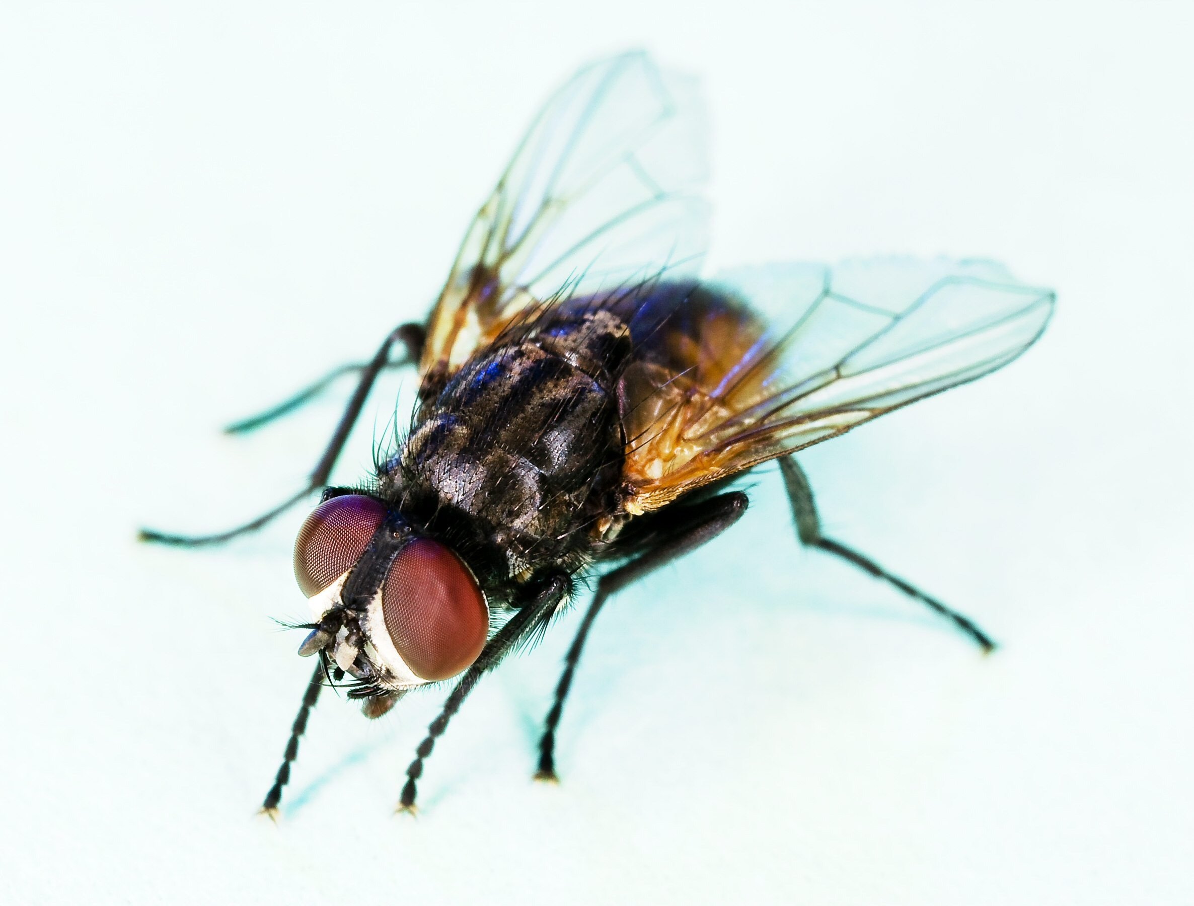 A house fly