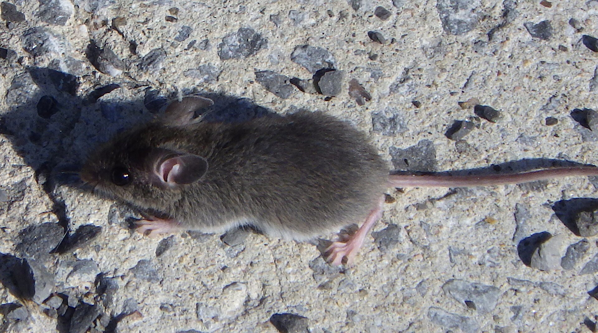 A house mouse