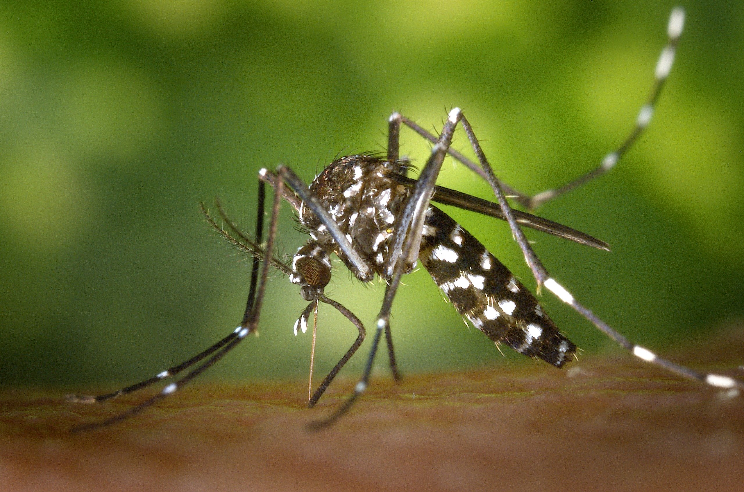 An Asian tiger mosquito