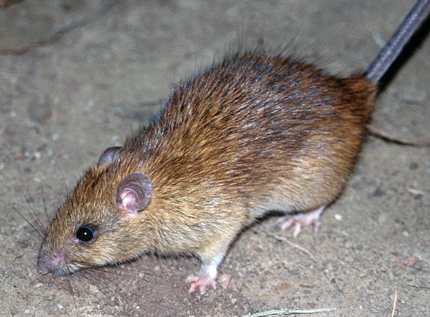 A roof rat, the black rat common in Texas attics