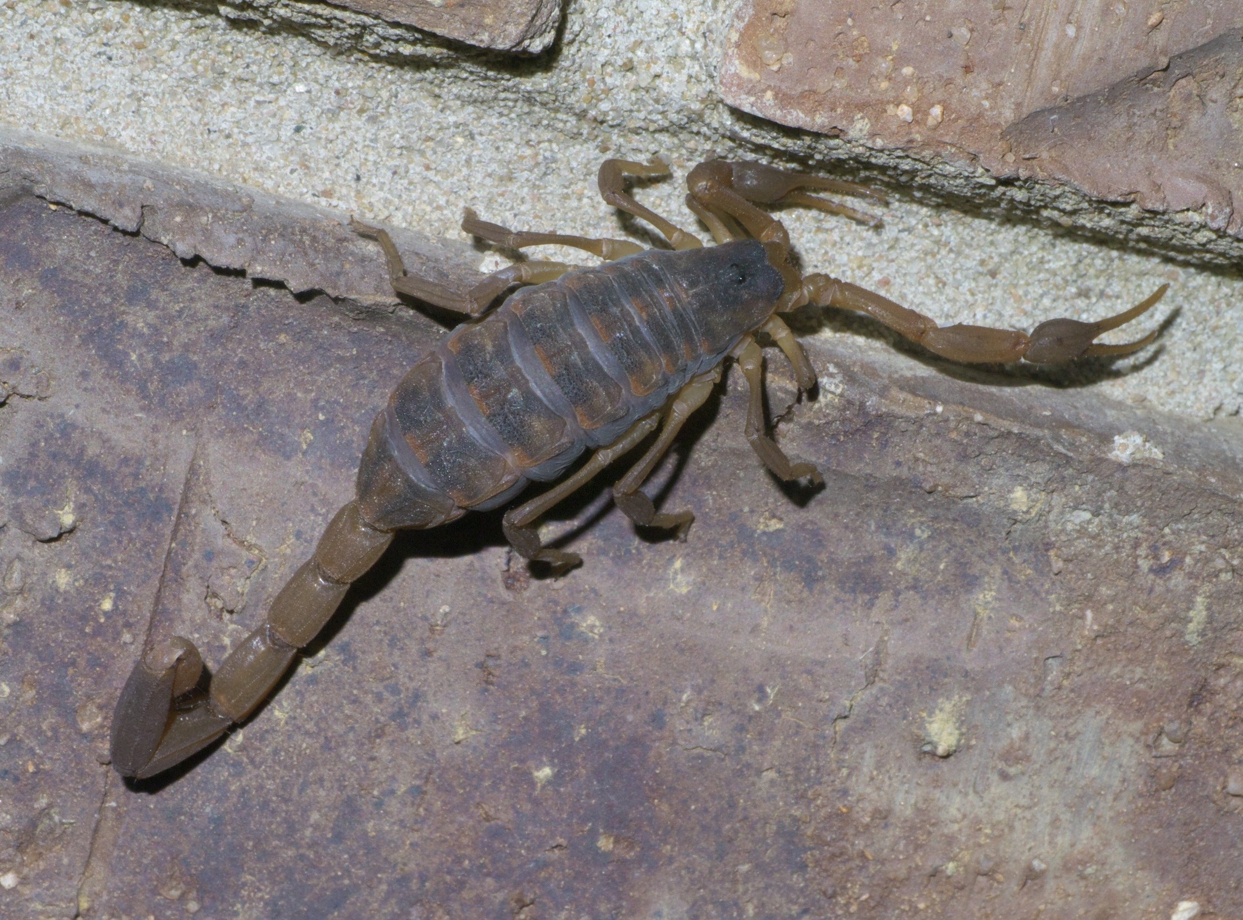 A striped bark scorpion