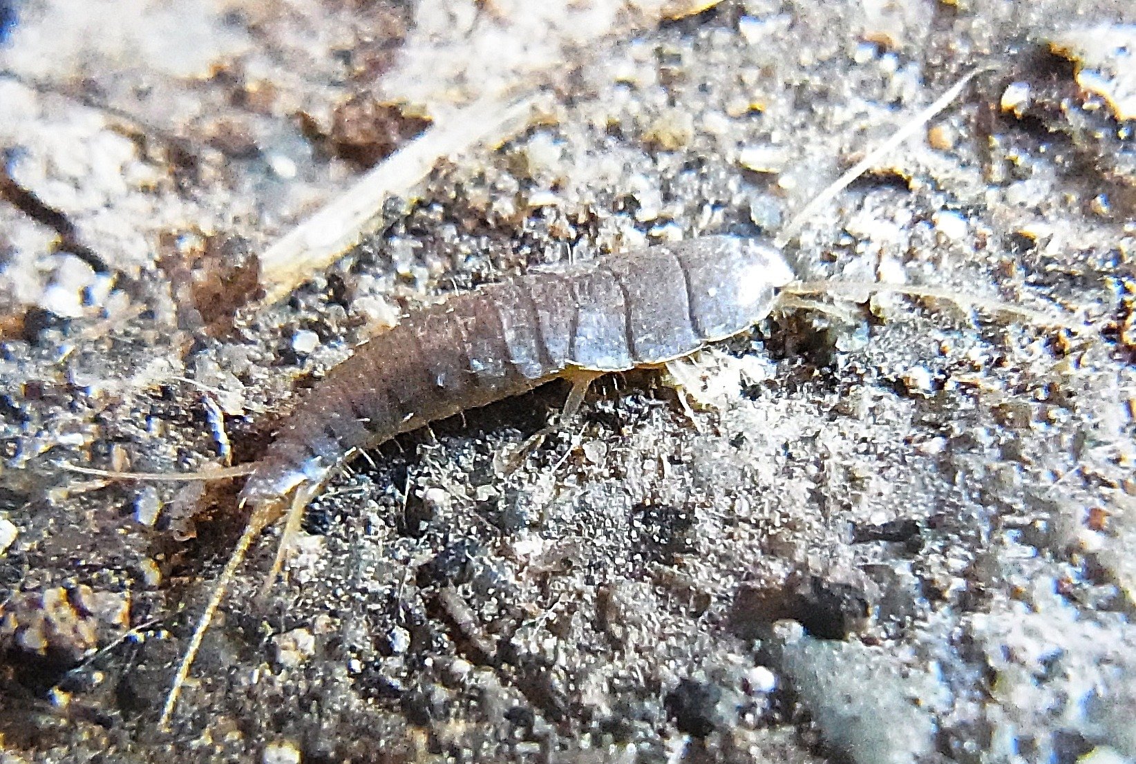 A silverfish