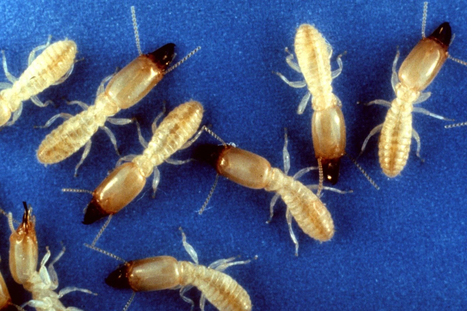 Eastern subterranean termite soldiers and workers