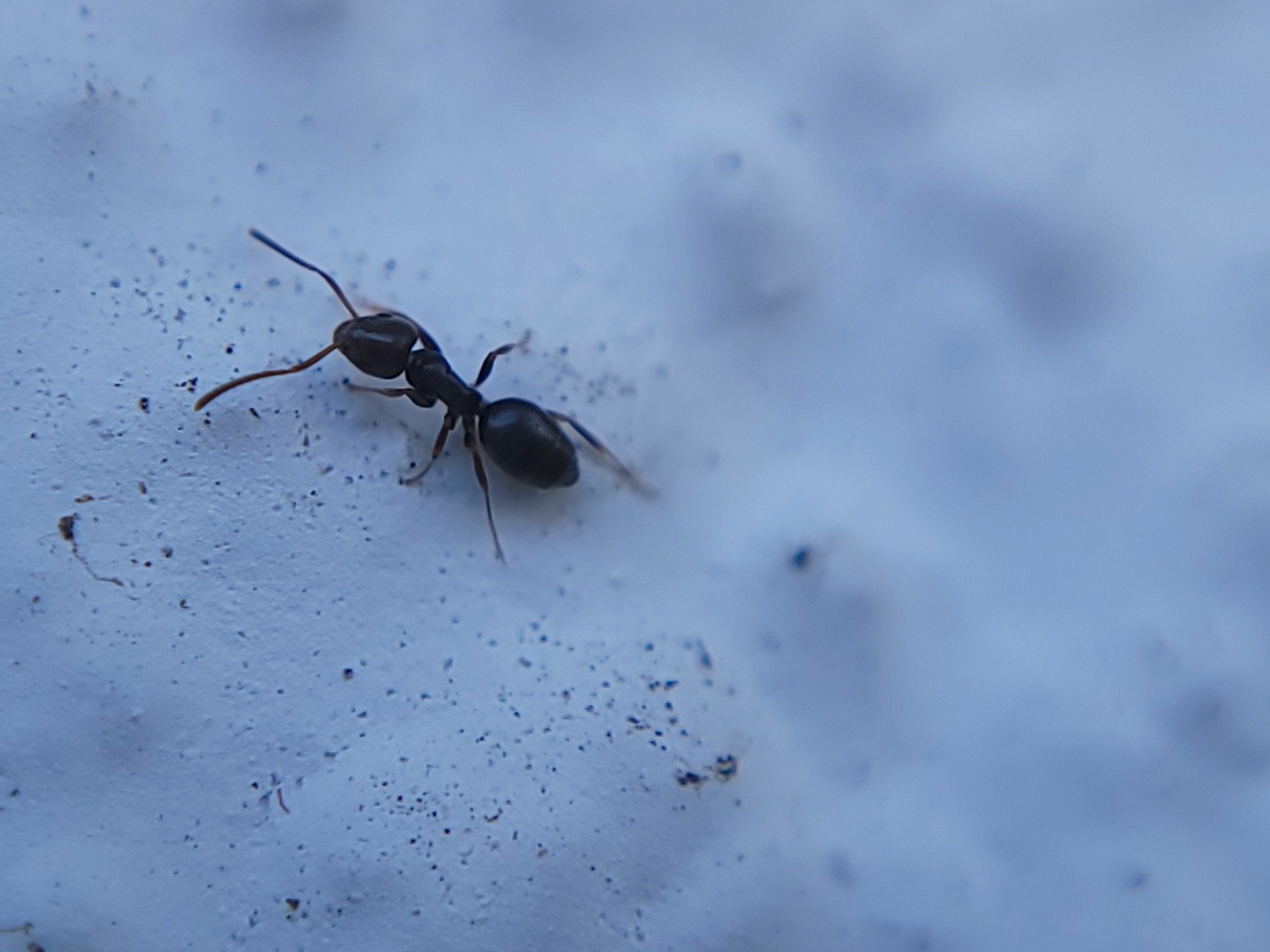 A small dark sugar ant on a leaf