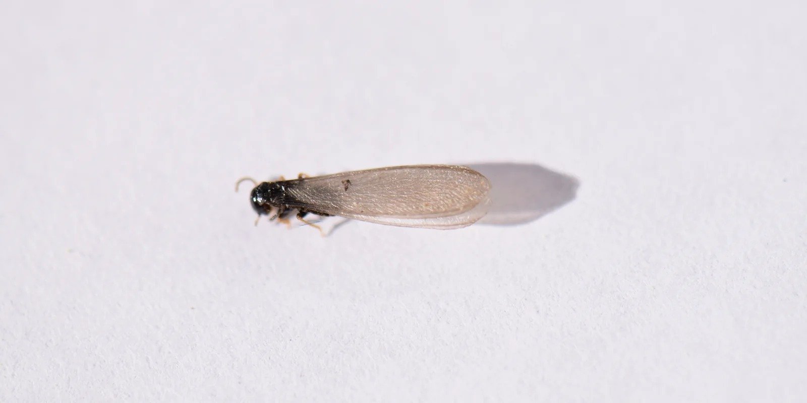 An eastern subterranean termite swarmer on white paper, showing the straight body and four equal wings