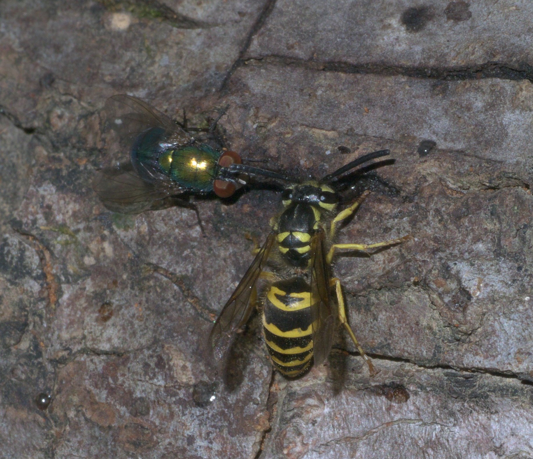 An eastern yellowjacket wasp